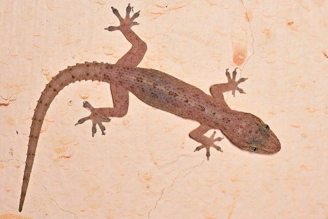 Lizard control service in chennai