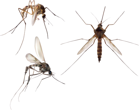 Mosquito control service in chennai