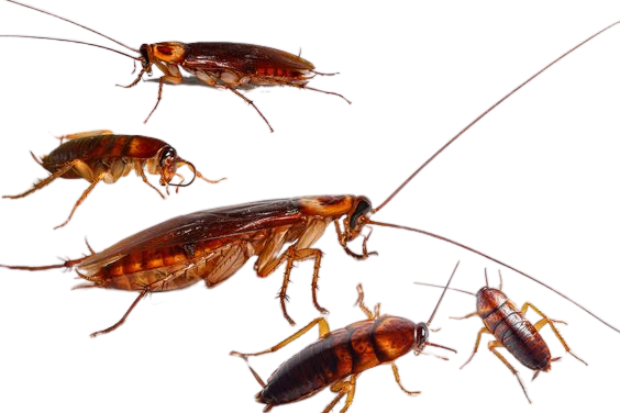 Cockroach control service in chennai