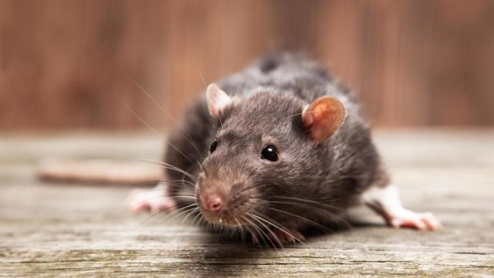 Rodent control service in chennai
