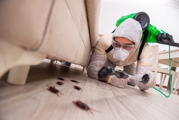 Pest control service in chennai