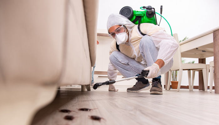 Pest control service in chennai