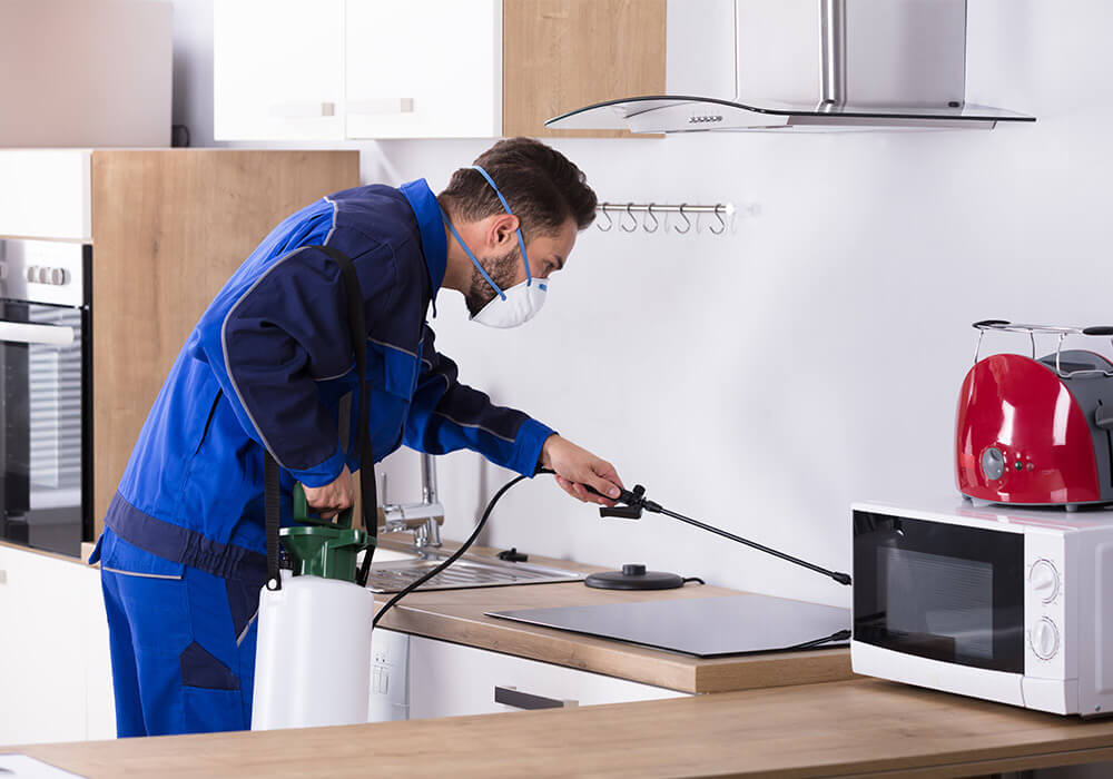 Pest control service in chennai