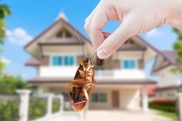Pest control service in chennai
