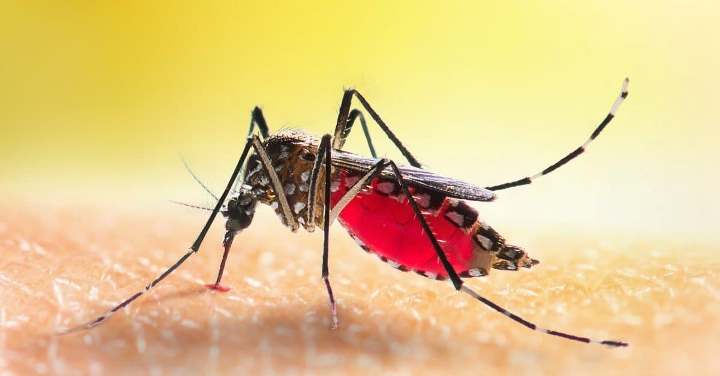 Mosquito control service in chennai