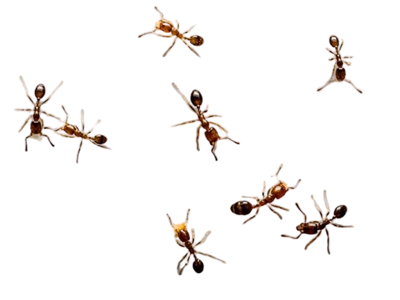 ant control service in chennai