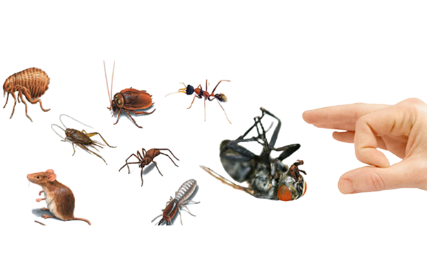 General pest control service in chennai