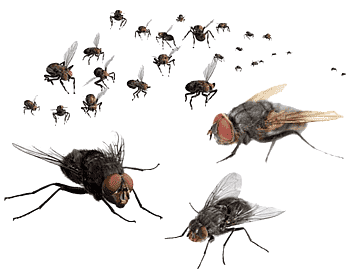 Housefly control service in chennai