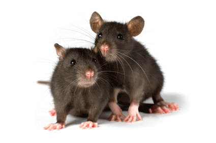 Rodent control service in chennai