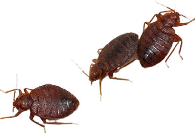 Cockroach control service in chennai